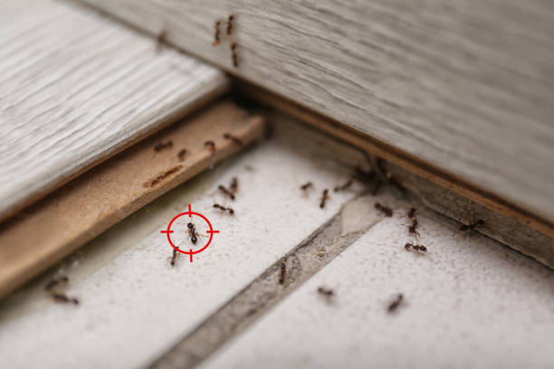 Best Insect Control  in Tullytown, PA